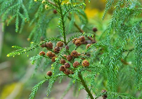 杉種類|スギ（杉）とは｜育て方がわかる植物図鑑｜みんなの 